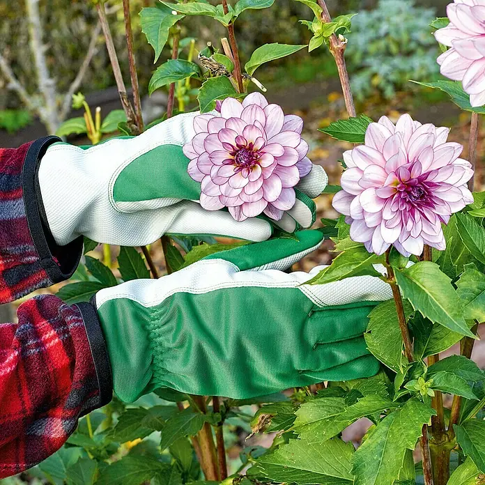 Gardol Gartenhandschuhe Pflege - 9, Grün - Ein Paar Gartenhandschuhe in Grün und Weiß werden benutzt, um Dahlienblüten zu pflücken, perfekt für die Gartenarbeit.