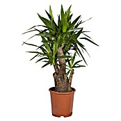 Yucca elephantipes 30