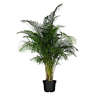 Piardino Goldfruchtpalme (Chrysalidocarpus lutescens, Topfgröße: 27 cm)