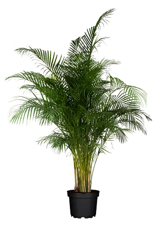 fargesia species Bamboo Fargesia sp. Rufa 2gal – Cornell Farm