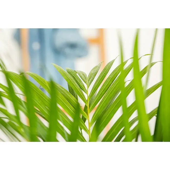 Piardino Goldfruchtpalme - Chrysalidocarpus lutescens, Topfgröße: 27 cm - Nahaufnahme eines üppigen, grünen Zimmerpalmblattes, das eine ruhige und natürliche Atmosphäre in Innenräumen schafft. Das lebendige Grün bringt Frische ins Haus.