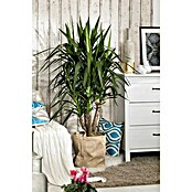 Yucca elephantipes 30