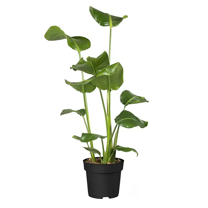 Baumstrelitzie - Strelitzia nicolai, Topfgröße: 23 cm - Zimmerpflanze Strelitzia im schwarzen Topf. Die Blätter sind grün und glänzend, die Pflanze ist dekorativ.