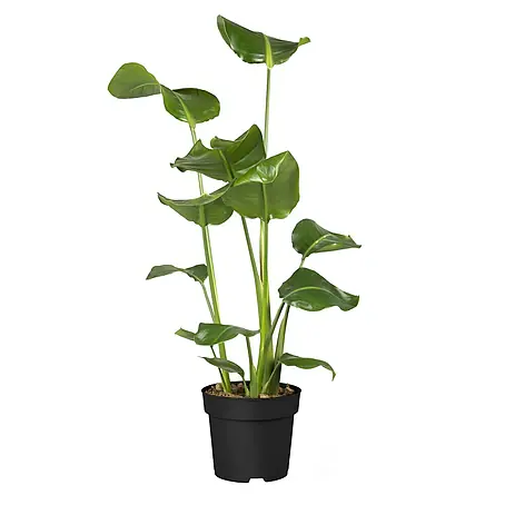 Baumstrelitzie