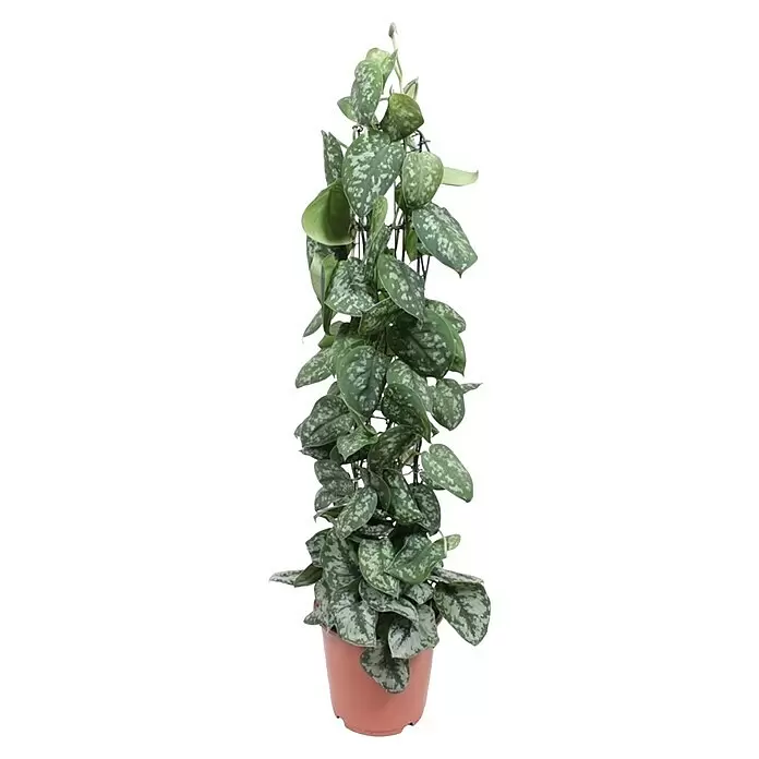 Piardino Zimmerpflanzen-MixVerschiedene Sorten, Topfgröße: 24 cm