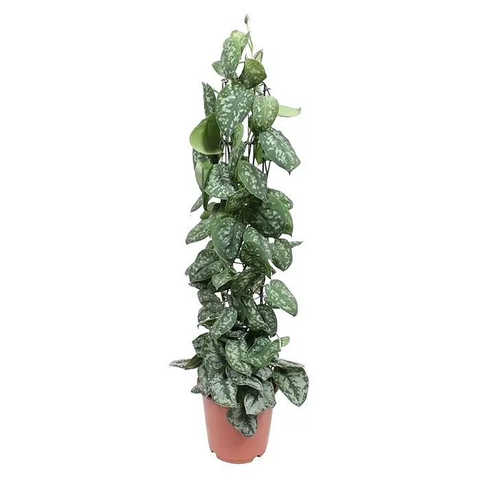 Piardino Zimmerpflanzen-Mix - Verschiedene Sorten, Topfgröße: 24 cm - Das Foto zeigt eine Zimmerpflanze, Epipremnum Pinnatum, auch bekannt als Scindapsus Pictus, in einem braunen Topf, die an einem Spalier hochwächst.