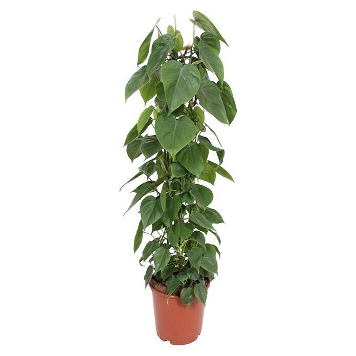 Gruenpflanze am Moosstab 24 Philodendron