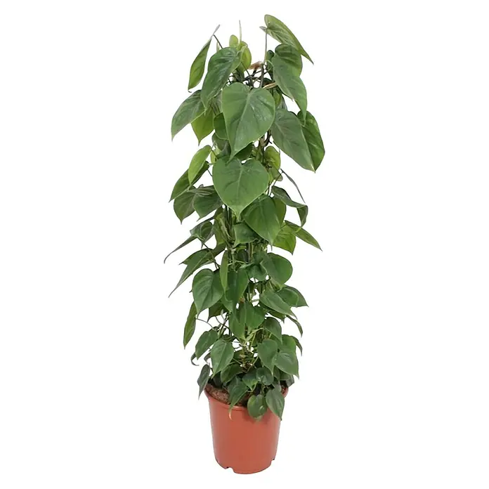 Piardino Zimmerpflanzen-Mix - Verschiedene Sorten, Topfgröße: 24 cm - Eine Zimmerpflanze Philodendron hederaceum 'Brasil' in einem braunen Topf mit einem Klettergerüst für das Pflanzenwachstum.