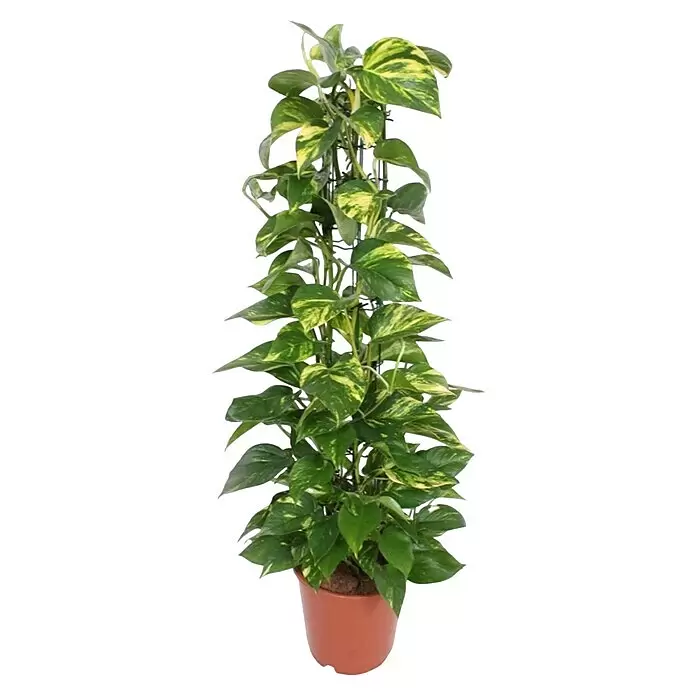 Piardino Zimmerpflanzen-MixVerschiedene Sorten, Topfgröße: 24 cm
