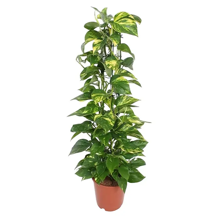 Piardino Zimmerpflanzen-Mix - Verschiedene Sorten, Topfgröße: 24 cm - Golden Pothos im Topf: Eine üppige Zimmerpflanze mit grün-gelb panaschierten Blättern, die an einem Pflanzengitter emporwächst.
