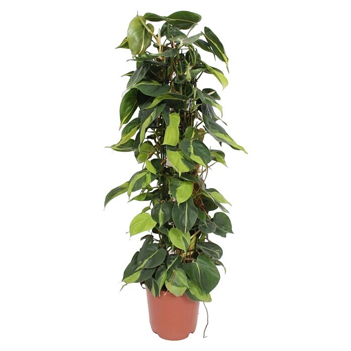 Gruenpflanze am Moosstab 24 Philodendron