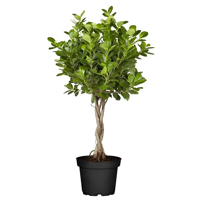 Piardino Birken-Feige - Ficus benjamina in Sorten, Topfgröße: 32 cm - Ein attraktiver Buchsbaum im Topf, ideal für Innenräume. Der Buchsbaum hat einen gedrehten Stamm und eine dichte, grüne Krone.
