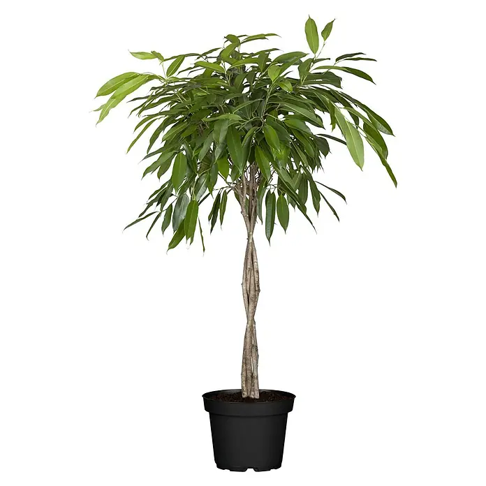 Piardino Birken-Feige - Ficus benjamina in Sorten, Topfgröße: 32 cm - Diese Nahaufnahme zeigt eine Ficus Alii Zimmerpflanze mit geflochtenem Stamm in einem schwarzen Topf vor einem schwarzen Hintergrund.