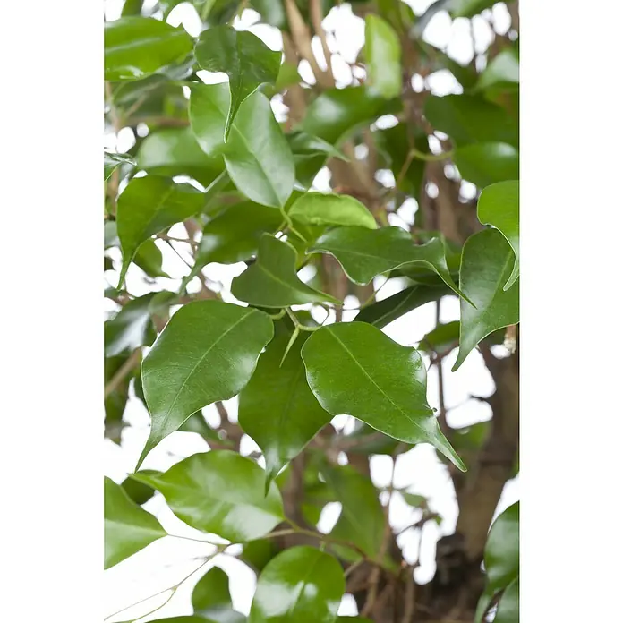 Piardino Birken-Feige - Ficus benjamina in Sorten, Topfgröße: 32 cm - Nahaufnahme eines Ficus Benjamina mit glänzenden grünen Blättern, die das Licht reflektieren und die gesunde Zimmerpflanze betonen.
