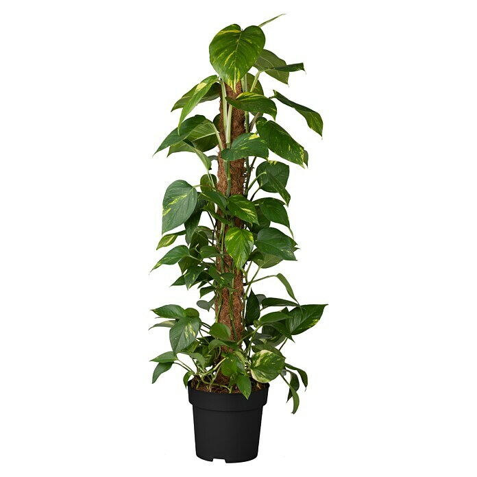 Piardino Efeutute Aktionsware (Epipremnum aureum, Topfgröße: 21 cm) | BAUHAUS