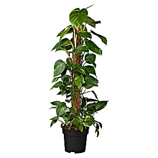 Piardino Efeutute Aktionsware (Epipremnum aureum, Topfgröße: 21 cm)