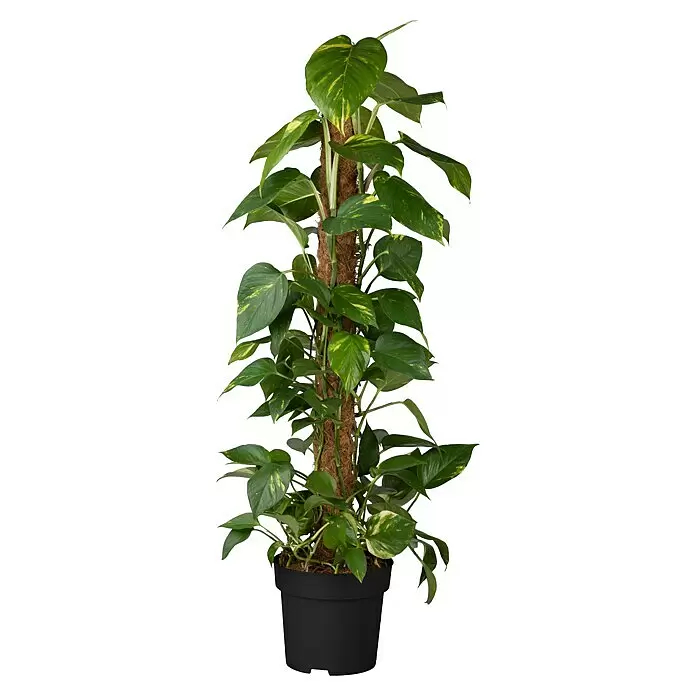 Piardino Efeutute Aktionsware - Epipremnum aureum, Topfgröße: 21 cm - Topf-Efeutute mit panaschierten Blättern, die an einem Moosstab in einem schwarzen Pflanzgefäß hochrankt.