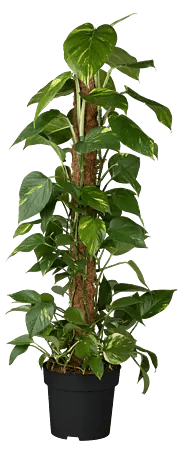 Piardino Efeutute Aktionsware - Epipremnum aureum, Topfgre: 21 cm online  kaufen bei BAUHAUS