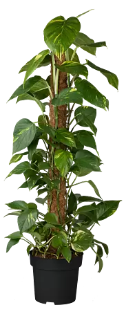 Piardino Efeutute Aktionsware - Epipremnum aureum, Topfgre: 21 cm online  kaufen bei BAUHAUS