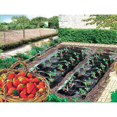 Nortene  Film para fresas Fresafilm