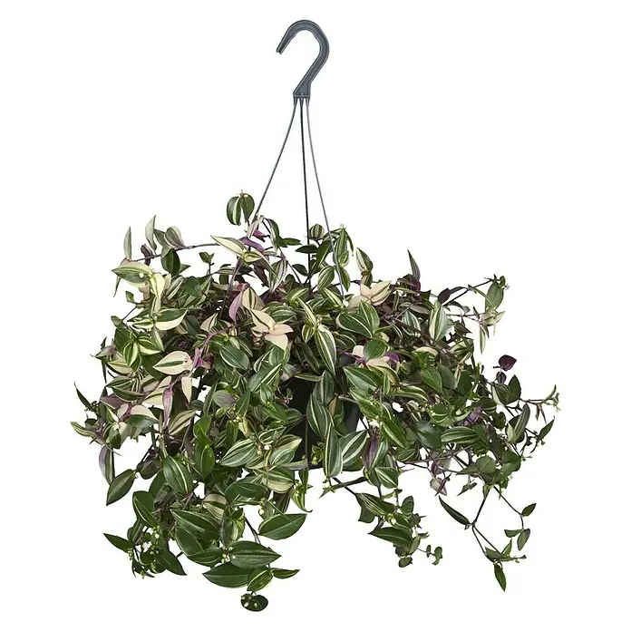Piardino Zebrakraut Ampel - Tradescantia zebrina, Topfgröße: 18 cm, Grün/Weiß - Hängepflanze mit grün-weiß gestreiften Blättern in einem dunklen Topf, aufgehängt an einem grauen Haken. Dekorative Zimmerpflanze für jeden Raum.