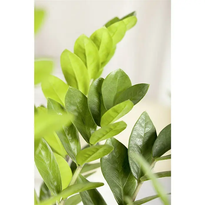 Piardino Glücksfeder - Zamioculcas zamiifolia, Topfgröße: 24 cm - Nahaufnahme einer Zamioculcas zamiifolia, einer Zimmerpflanze mit glänzenden, grünen Blättern, die für ihre pflegeleichte Natur bekannt ist.