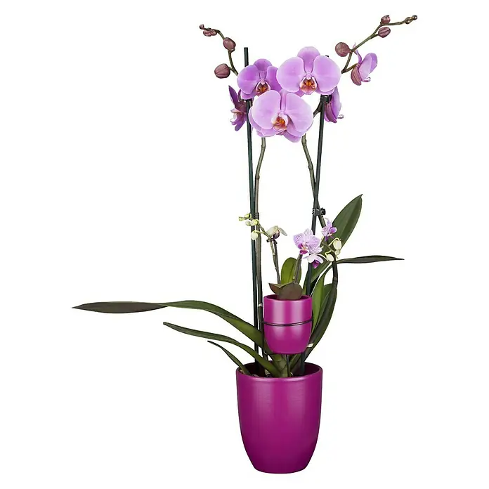 Piardino Schmetterlingsorchidee Mutter mit Kind - Phalaenopsis x Hybride, Topfgröße: 12 cm, Rosa, Anzahl Triebe: 2 Stk., Aufrecht - Die lila Orchidee im passenden Topf ist ein Blickfang. Die dekorative Pflanze eignet sich ideal als Geschenk.