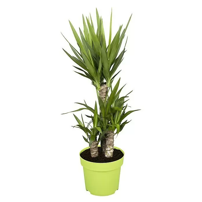 Piardino Palmlilie - Yucca elephantipes, Topfgröße: 21 cm, 3 Stämme gestuft - Vorderansicht