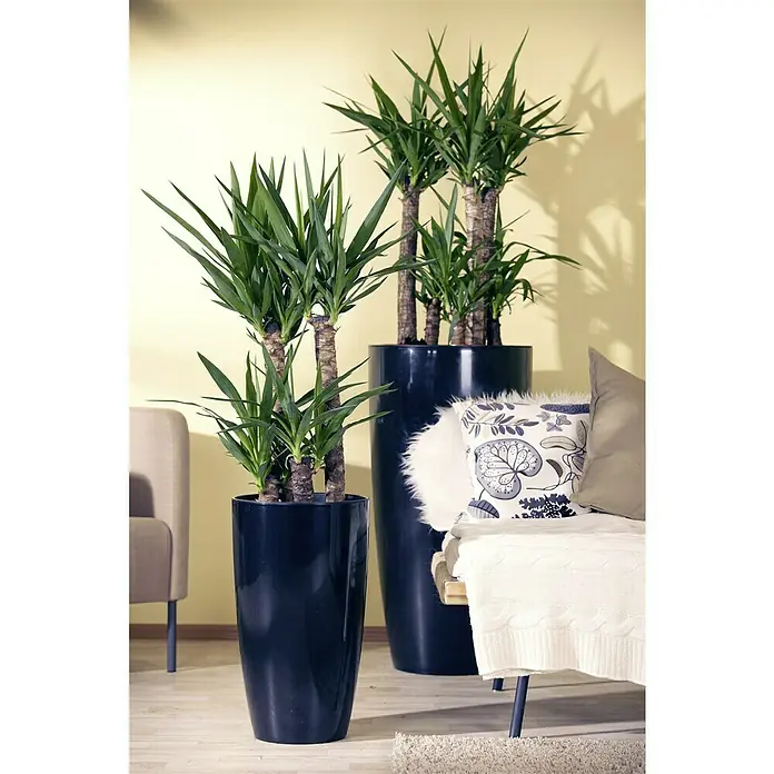 Piardino Palmlilie - Yucca elephantipes, Topfgröße: 21 cm, 3 Stämme gestuft - Zwei Yucca-Palmen in schlanken, glänzenden, dunklen Töpfen schmücken ein modernes Interieur. Die Pflanzen bringen eine frische, natürliche Note in den Raum.