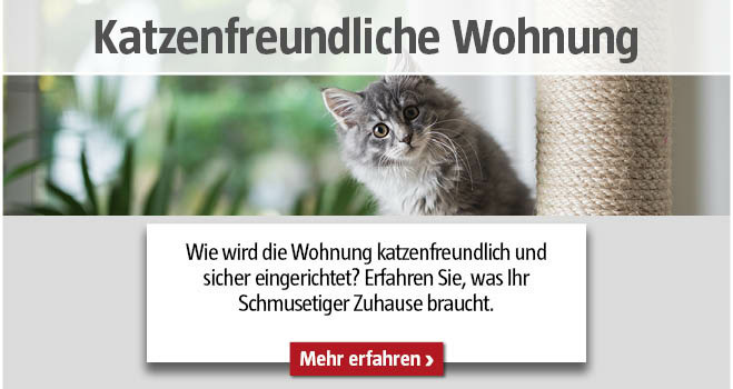 Katzenfreundlcihe Wohnung einrichten