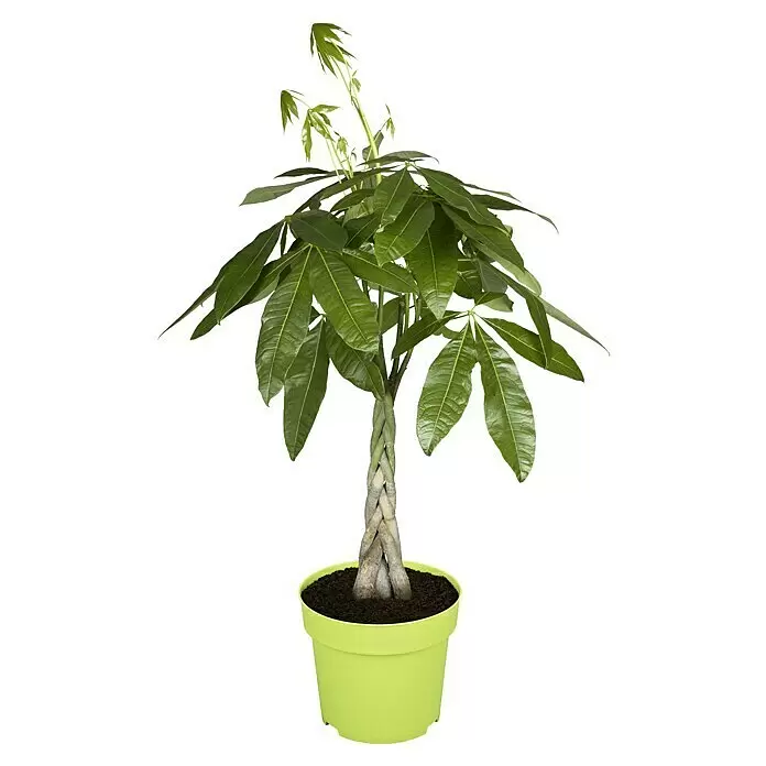 Piardino Glückskastanie - Pachira aquatica, Topfgröße: 21 cm - Vorderansicht
