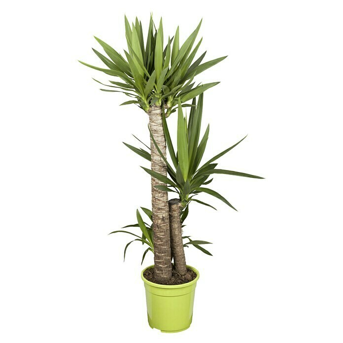 Piardino Palmlilie (Yucca elephantipes, Topfgröße: 24 cm, 3 Stämme)