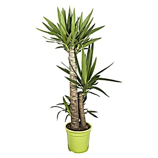 Piardino Palmlilie (Yucca elephantipes, Topfgröße: 24 cm, 3 Stämme gestuft)