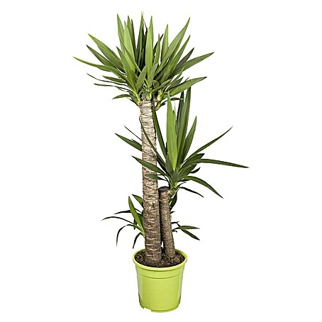 Piardino Palmlilie  (Topfgröße: 24 cm)