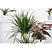 Piardino Drachenbaum (Dracaena marginata, Topfgröße: 21 cm, Blattfarbe: Rot/Grün)