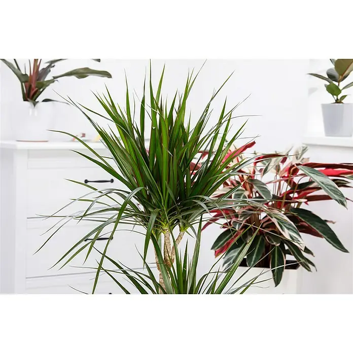 Piardino Drachenbaum - Dracaena marginata, Topfgröße: 21 cm, Blattfarbe: Grün/Rot - Nahaufnahme einer Drachenbaum-Zimmerpflanze mit langen, grünen Blättern und einem verzweigten Stamm, umgeben von anderen Zimmerpflanzen.