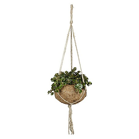 Piardino Zimmerpflanzen-Mix (Verschiedene Sorten, Topfgröße: 12 cm)