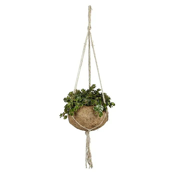 Piardino Zimmerpflanzen-Mix - Verschiedene Sorten, Topfgröße: 12 cm - Hängepflanze mit grünen Blättern in einem runden Kokosfasertopf, aufgehängt an einem natürlichen Seilaufhänger.