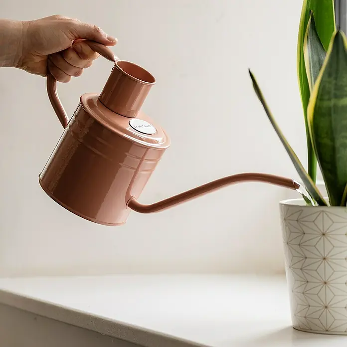 Kent & Stowe Gießkanne - Rosé, 1 l - Gießkanne in Rosa wird verwendet, um eine grüne Zimmerpflanze mit gelben Akzenten in einem dekorativen Topf zu gießen.