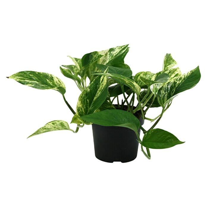 Epipremnum 12 Pictus