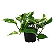 Epipremnum 12 Pictus
