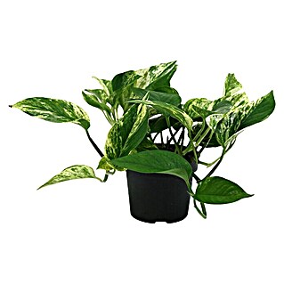 Piardino Efeutute (Epipremnum, Topfgröße: 12 cm)