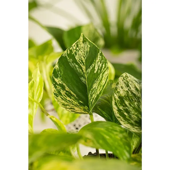 Piardino Efeutute - Epipremnum, Topfgröße: 12 cm - Nahaufnahme eines Epipremnum aureum 'Marble Queen' mit ihren grün-weiß marmorierten Blättern, die Zimmerpflanze aus der Familie der Aronstabgewächse.