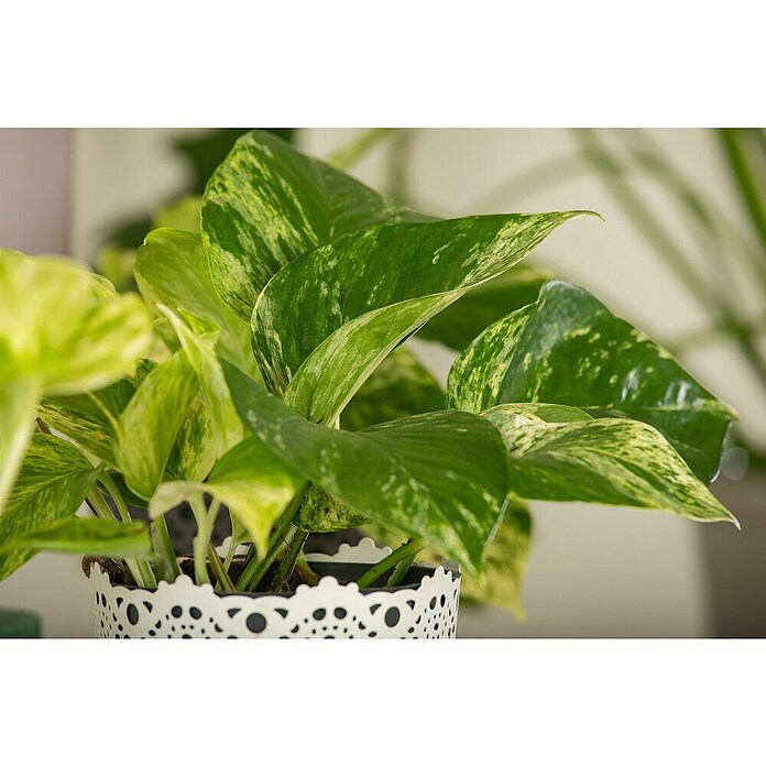 Epipremnum 12 Pictus