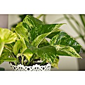 Epipremnum 12 Pictus