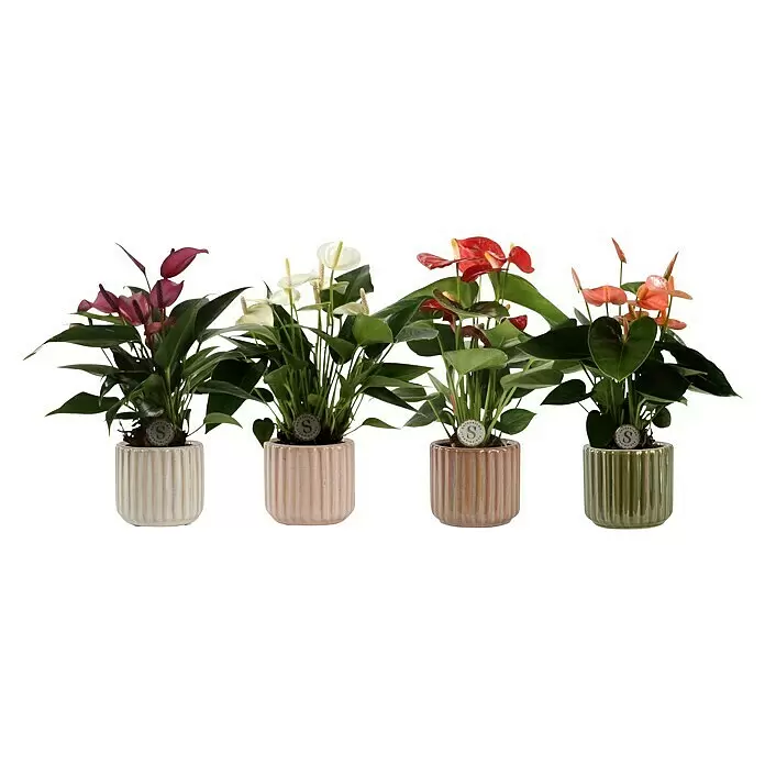 Piardino Flamingoblume in KeramikAnthurium x andreanum, Topfgröße: 7 cm, Rot/Weiß/Rosa