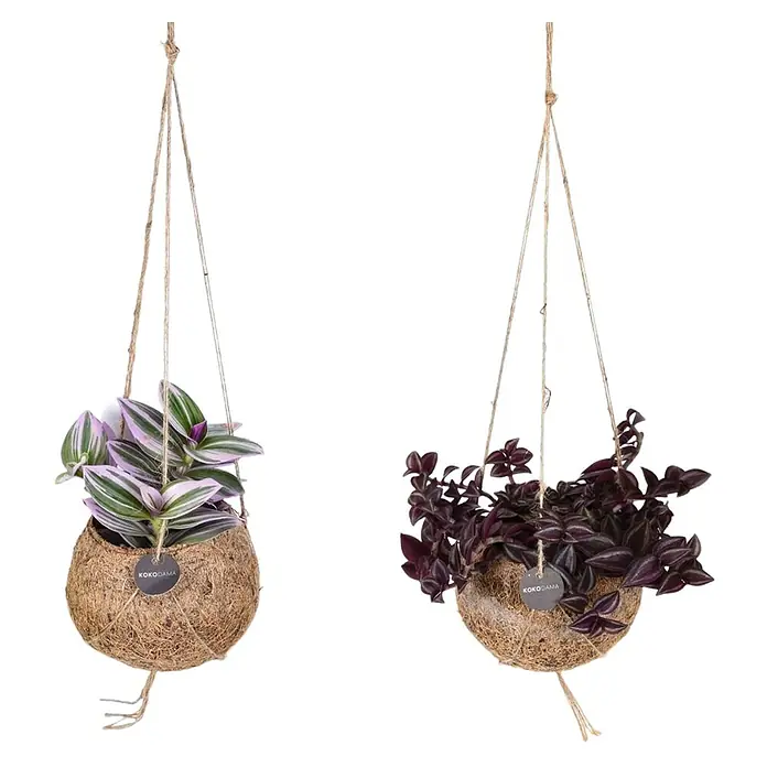 Piardino Zebrakraut - Tradescantia in Sorten, Topfgröße: 12 cm, Grün-silber-violett - Zwei Kokedama-Hängepflanzen mit lila Tradescantia-Pflanzen, die in Kokosnussschalen mit Kordeln aufgehängt sind und eine natürliche Note verleihen.