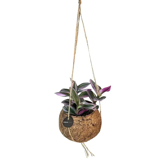 Piardino Zebrakraut - Tradescantia in Sorten, Topfgre: 12 cm,  Grn-silber-violett online kaufen bei BAUHAUS