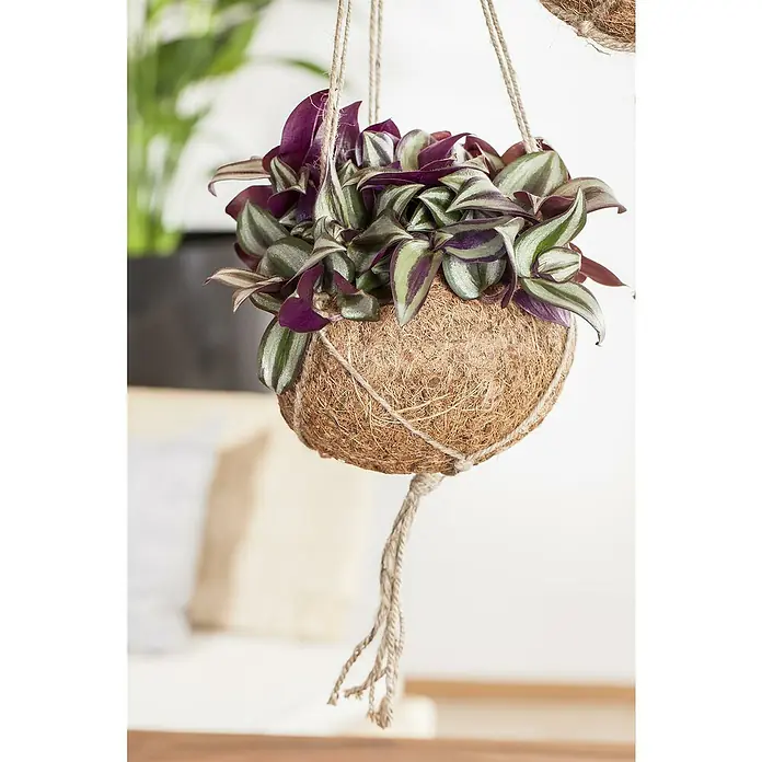 Piardino Zebrakraut - Tradescantia in Sorten, Topfgröße: 12 cm, Grün-silber-violett - Hängende Tradescantia-Pflanze in einem Kokosnuss-Pflanzgefäß, aufgehängt an einer Kordel. Ideal für Innenräume und verleiht jedem Raum einen Hauch von Grün.