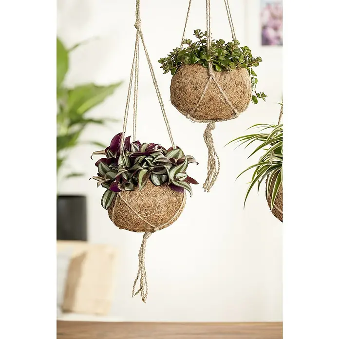 Piardino Zebrakraut - Tradescantia in Sorten, Topfgröße: 12 cm, Grün-silber-violett - Nahaufnahme von drei hängenden Kokedama-Pflanzen in Kokosnussschalen mit verschiedenen Grünpflanzen, aufgehängt an Naturfaserschnüren.